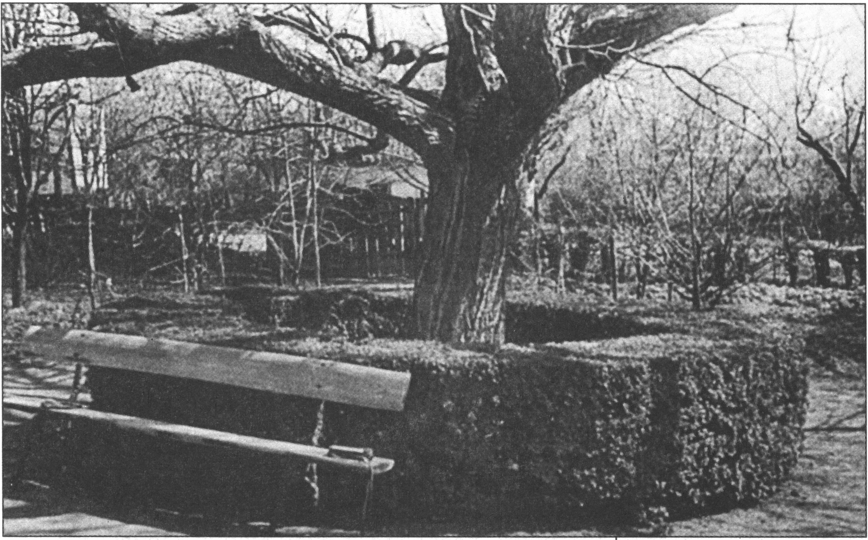 Двор Шемплинских. «Гриновский» орех и скамейка, на которой он любил сидеть. Фото 1956года